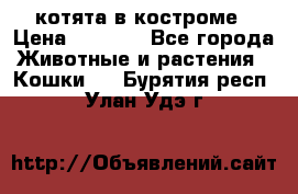 котята в костроме › Цена ­ 2 000 - Все города Животные и растения » Кошки   . Бурятия респ.,Улан-Удэ г.